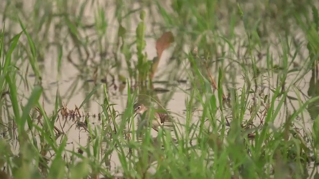 Solitary Sandpiper - ML362480811