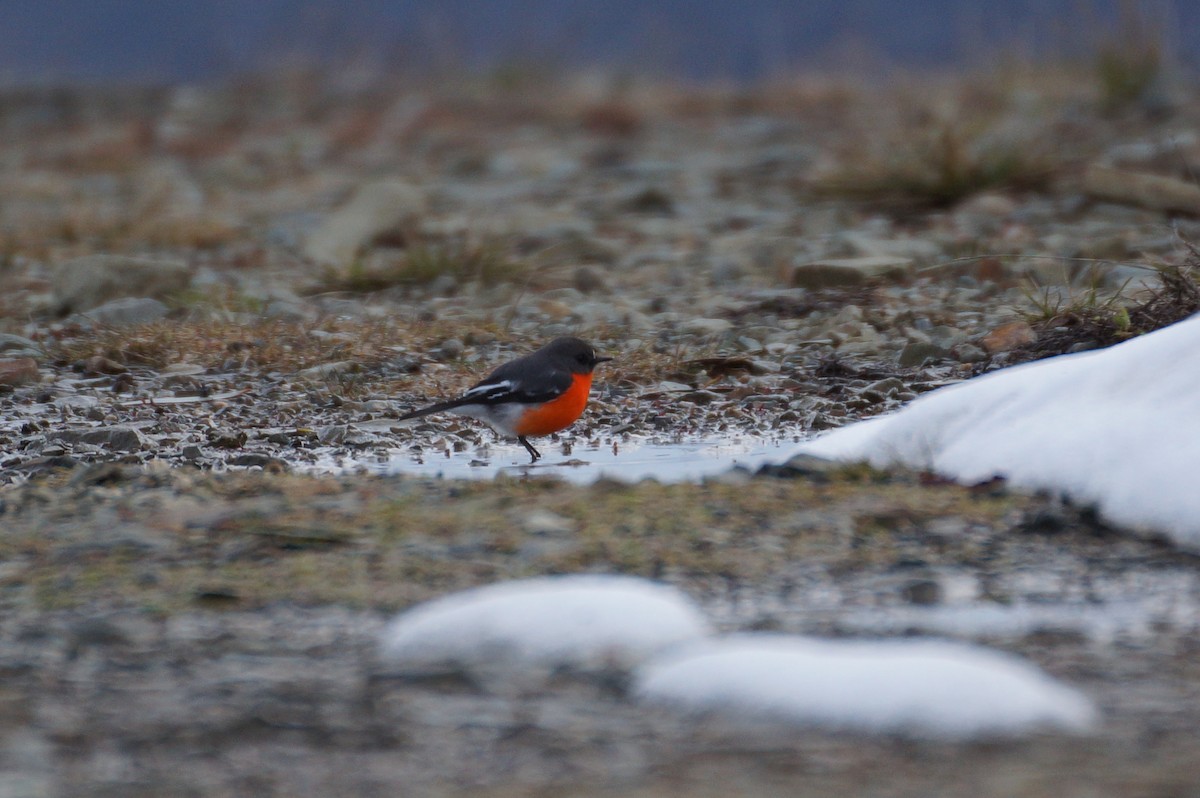 Flame Robin - Aiden Worseldine