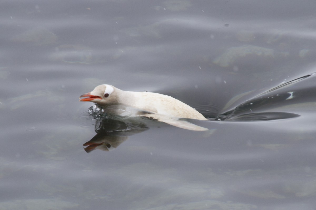 Gentoo Penguin - ML362482441