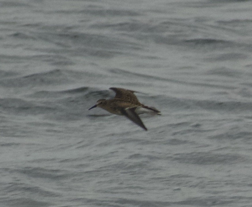 Least Sandpiper - ML362482501