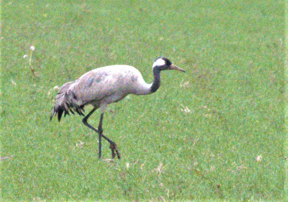 Common Crane - ML362482811