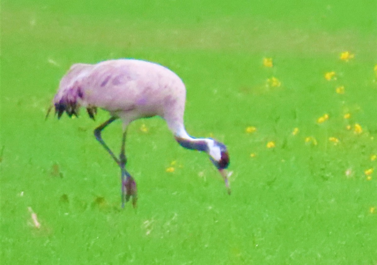 Common Crane - ML362482821