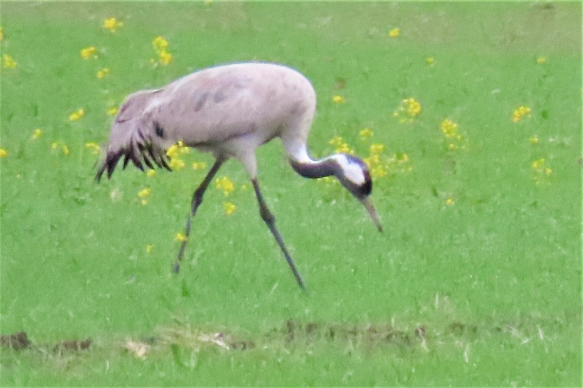 Common Crane - ML362482831