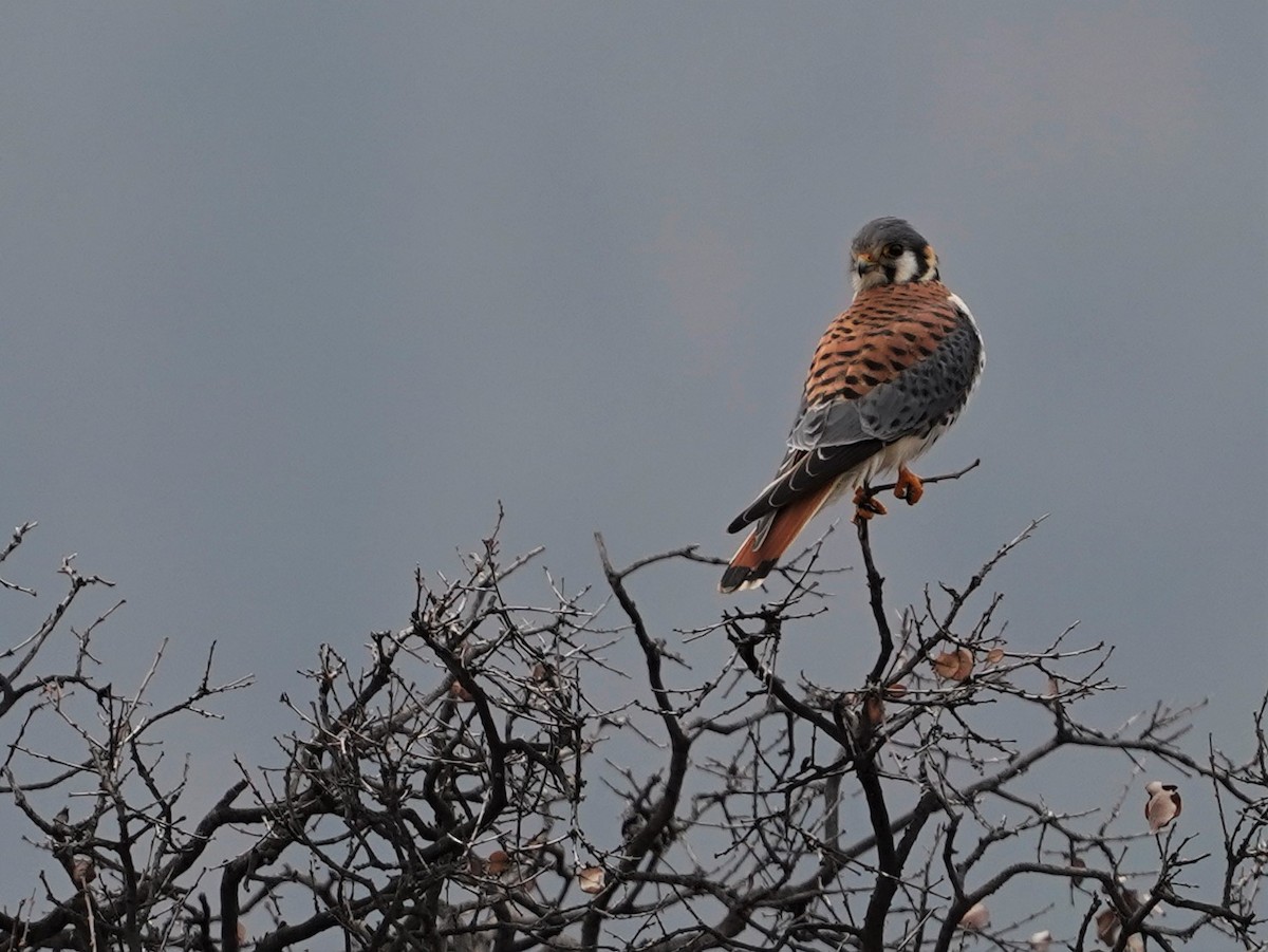 American Kestrel - ML362483591