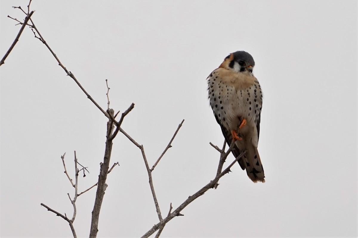 American Kestrel - ML362484021