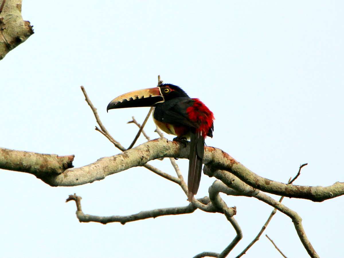 Collared Aracari (Collared) - ML36248501