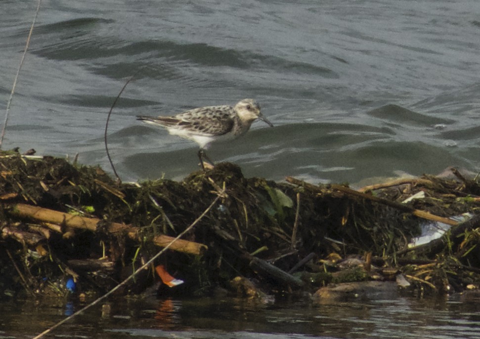 Sanderling - ML362485141