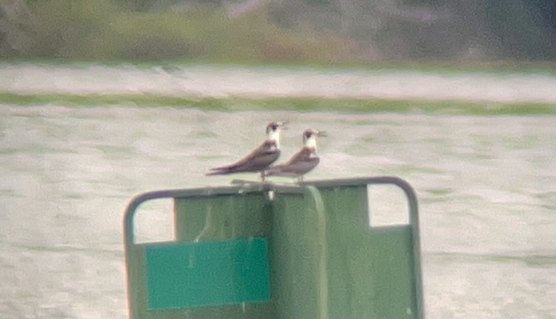 Black Tern - ML362487091