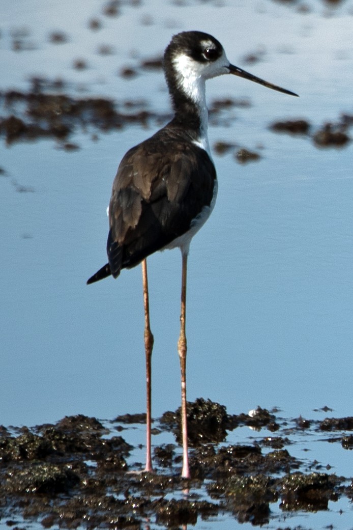 Black-necked Stilt - ML362488521