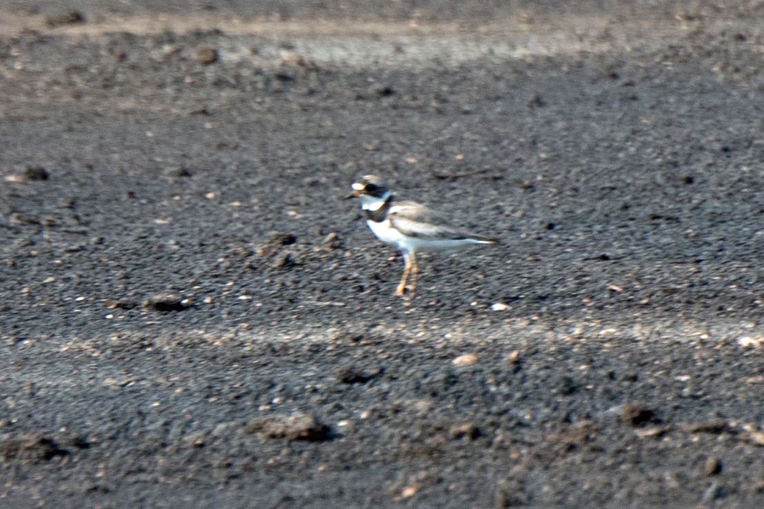 Semipalmated Plover - ML362488581