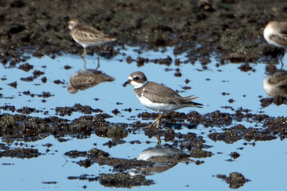 Semipalmated Plover - Darryl Montgomery