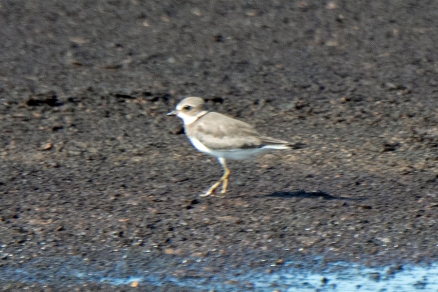 ミズカキチドリ - ML362488621