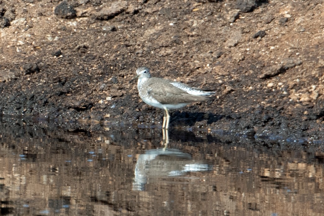 Solitary Sandpiper - ML362488671