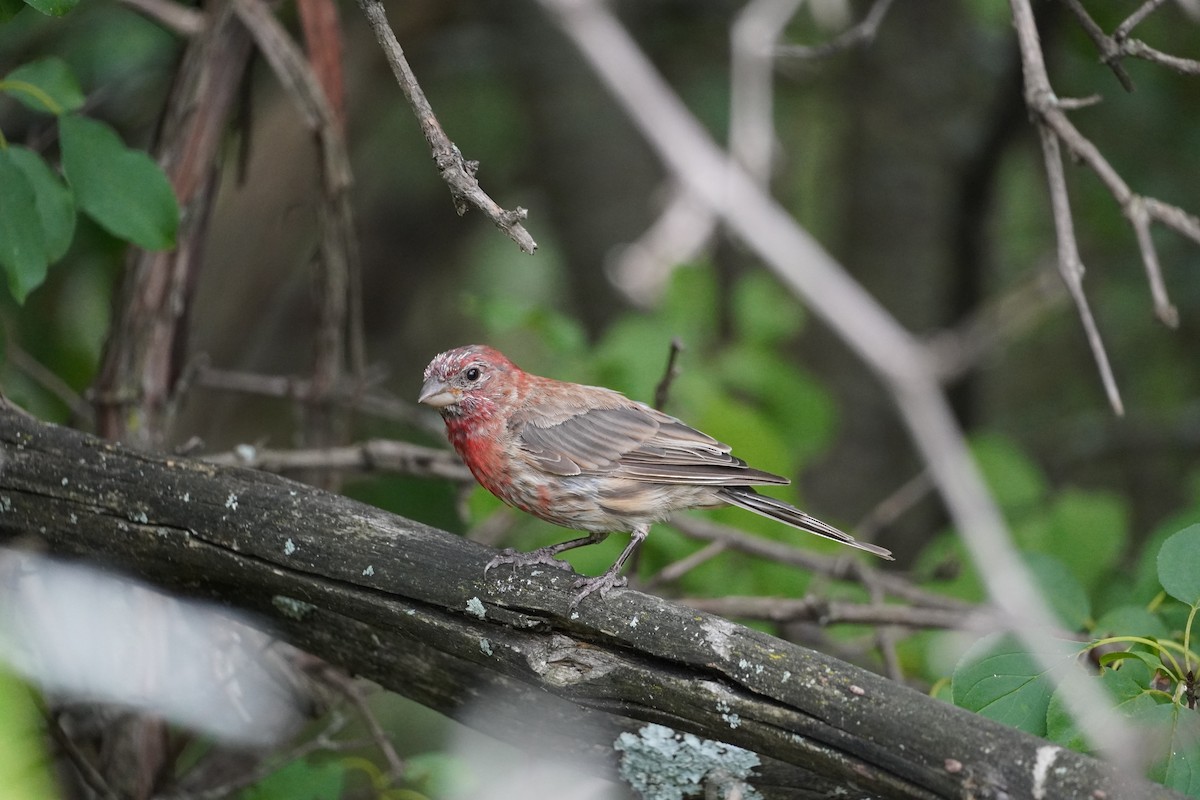 House Finch - ML362490921