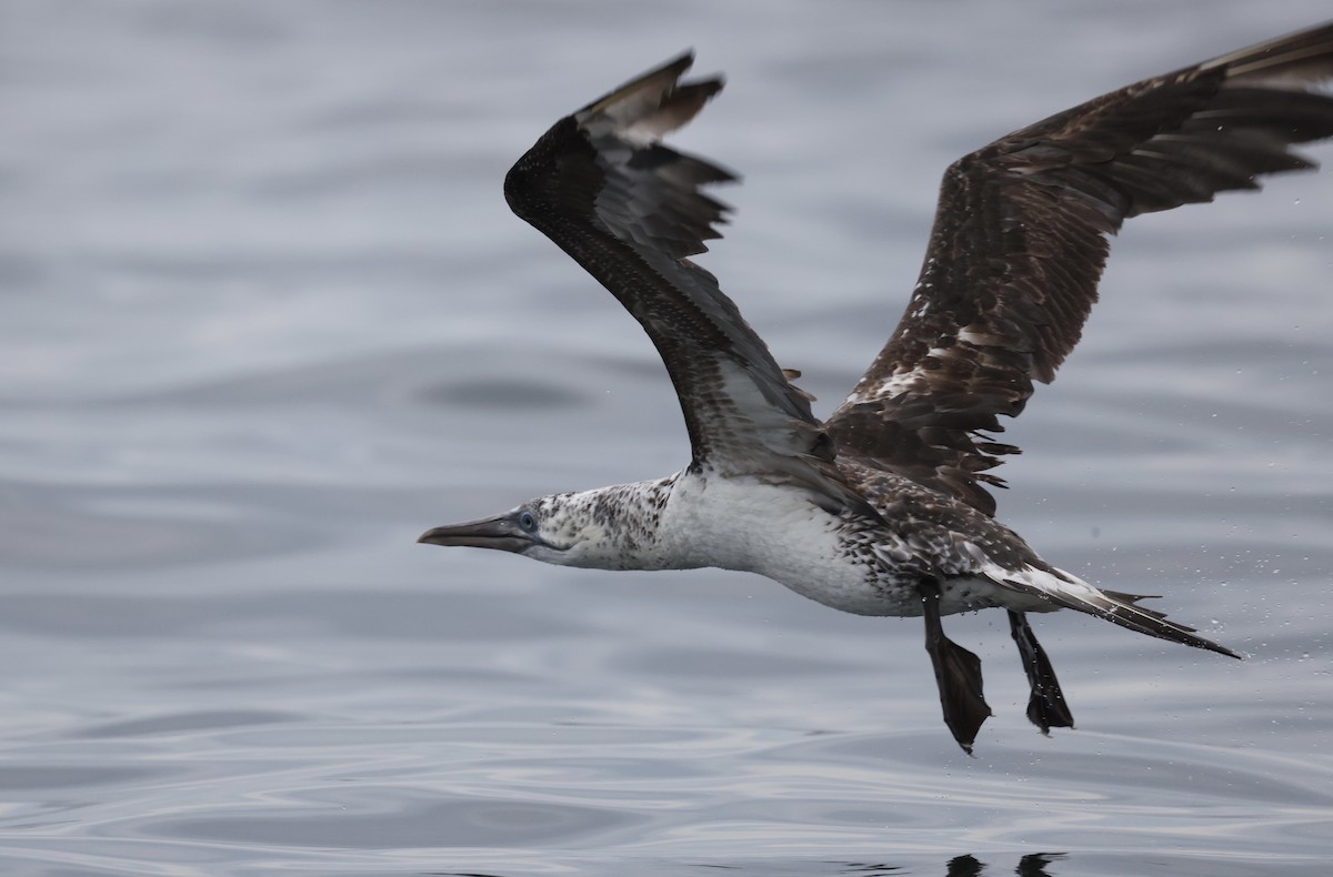 Northern Gannet - ML362490951