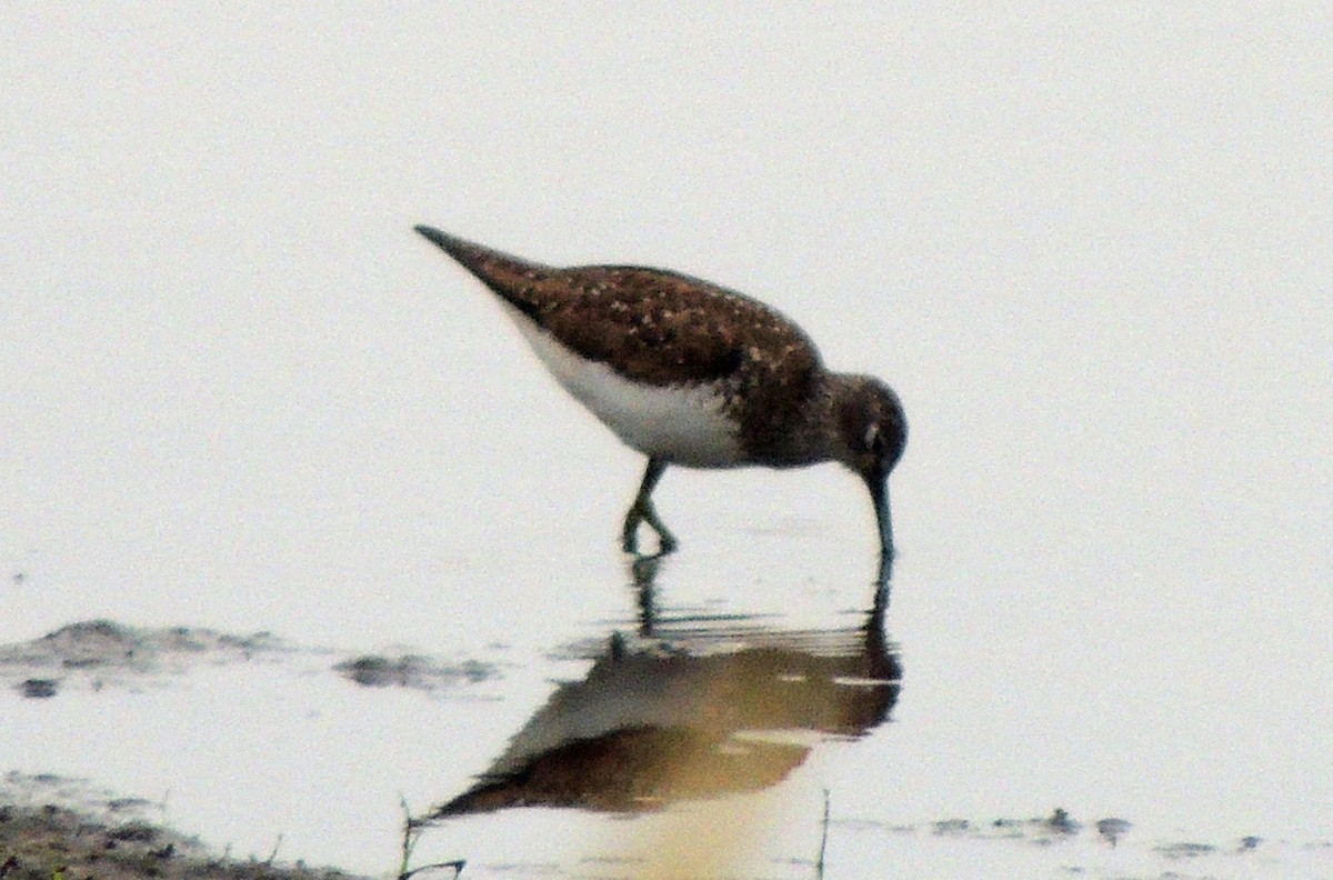 Solitary Sandpiper - ML362491031