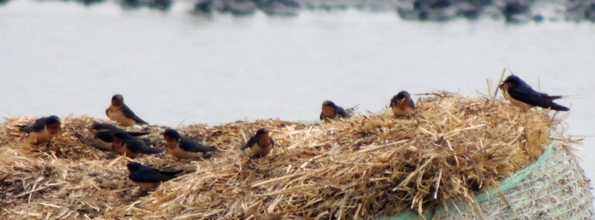 Barn Swallow - ML362491101