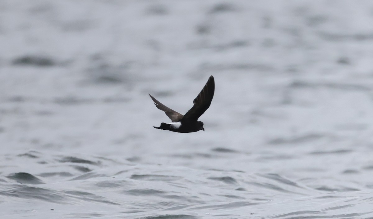 Wilson's Storm-Petrel - ML362491171