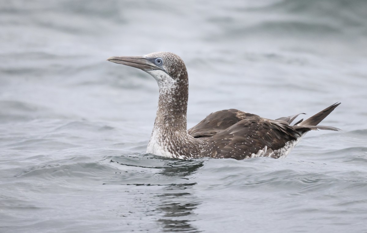 Northern Gannet - ML362491181