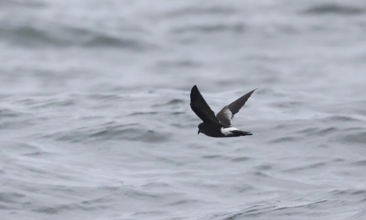 Wilson's Storm-Petrel - ML362491211