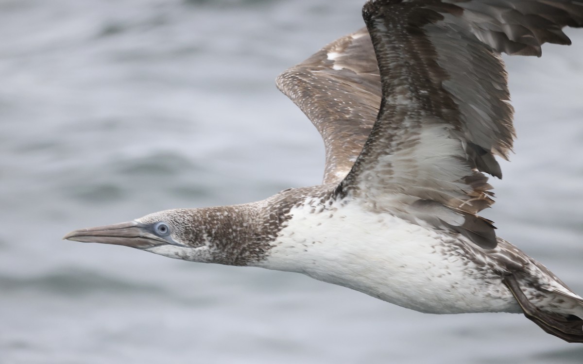 Northern Gannet - ML362491231