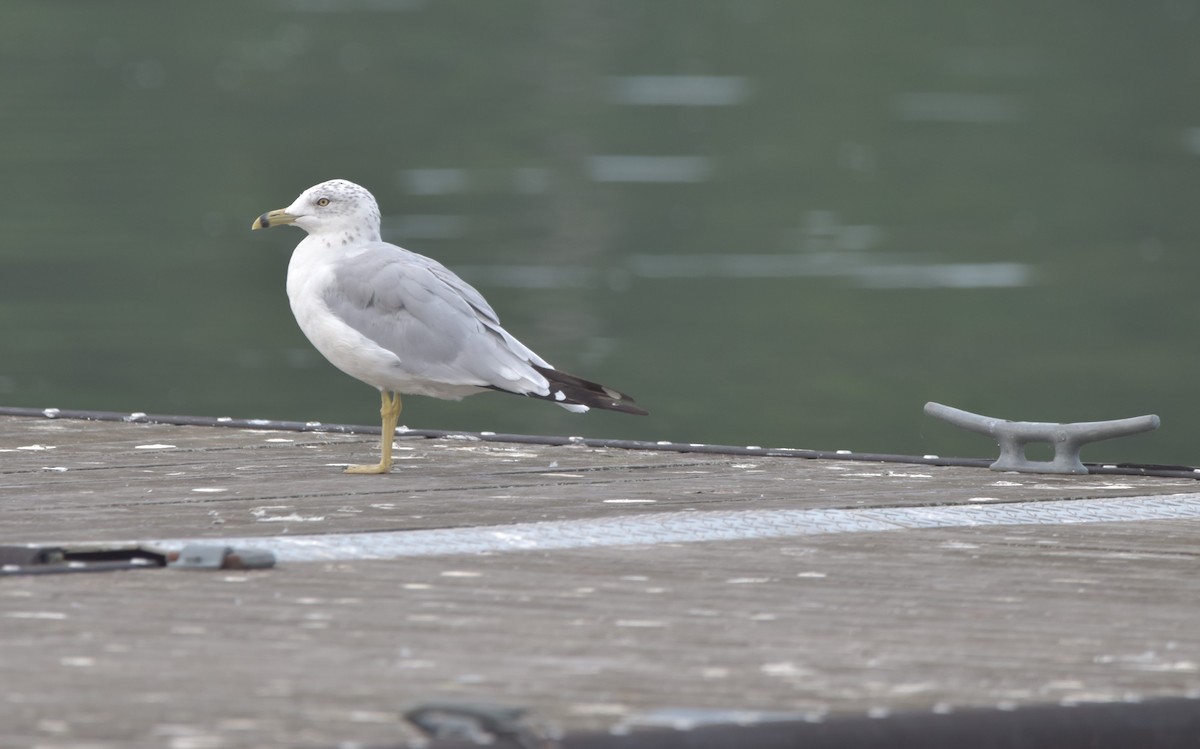 Ring-billed Gull - ML362491731