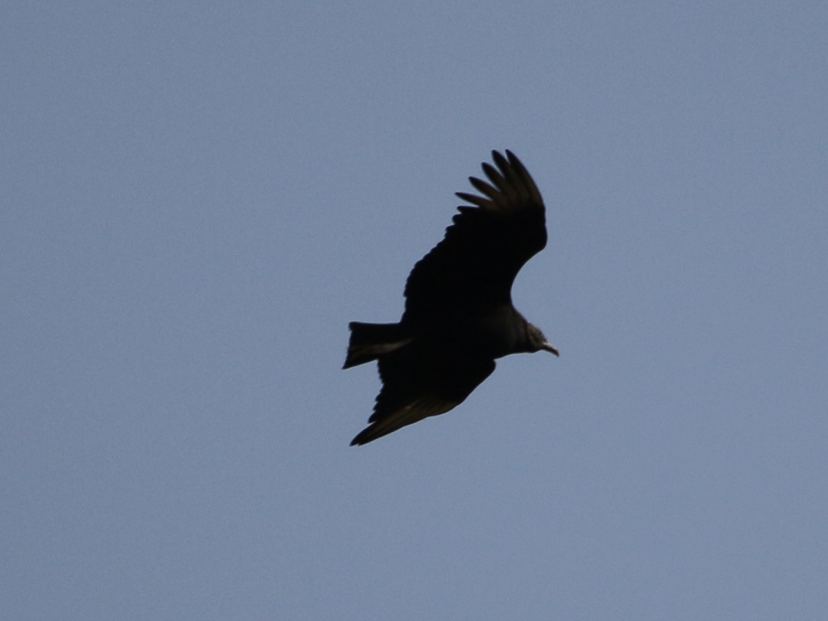 Black Vulture - ML362491751