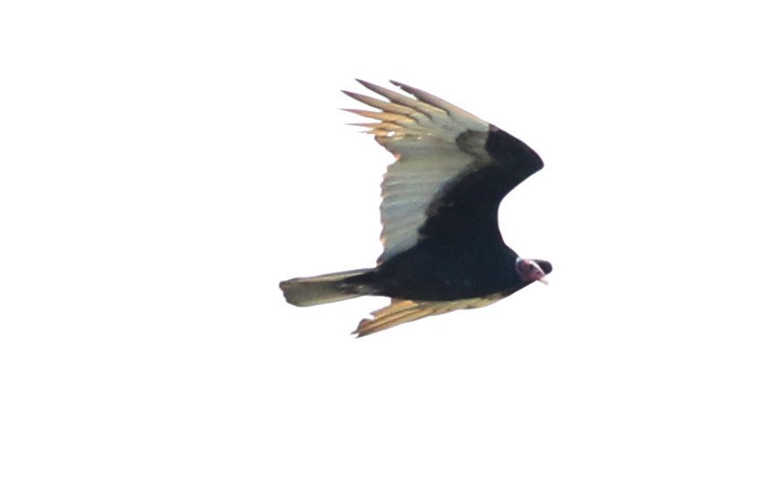 Turkey Vulture - ML362492171