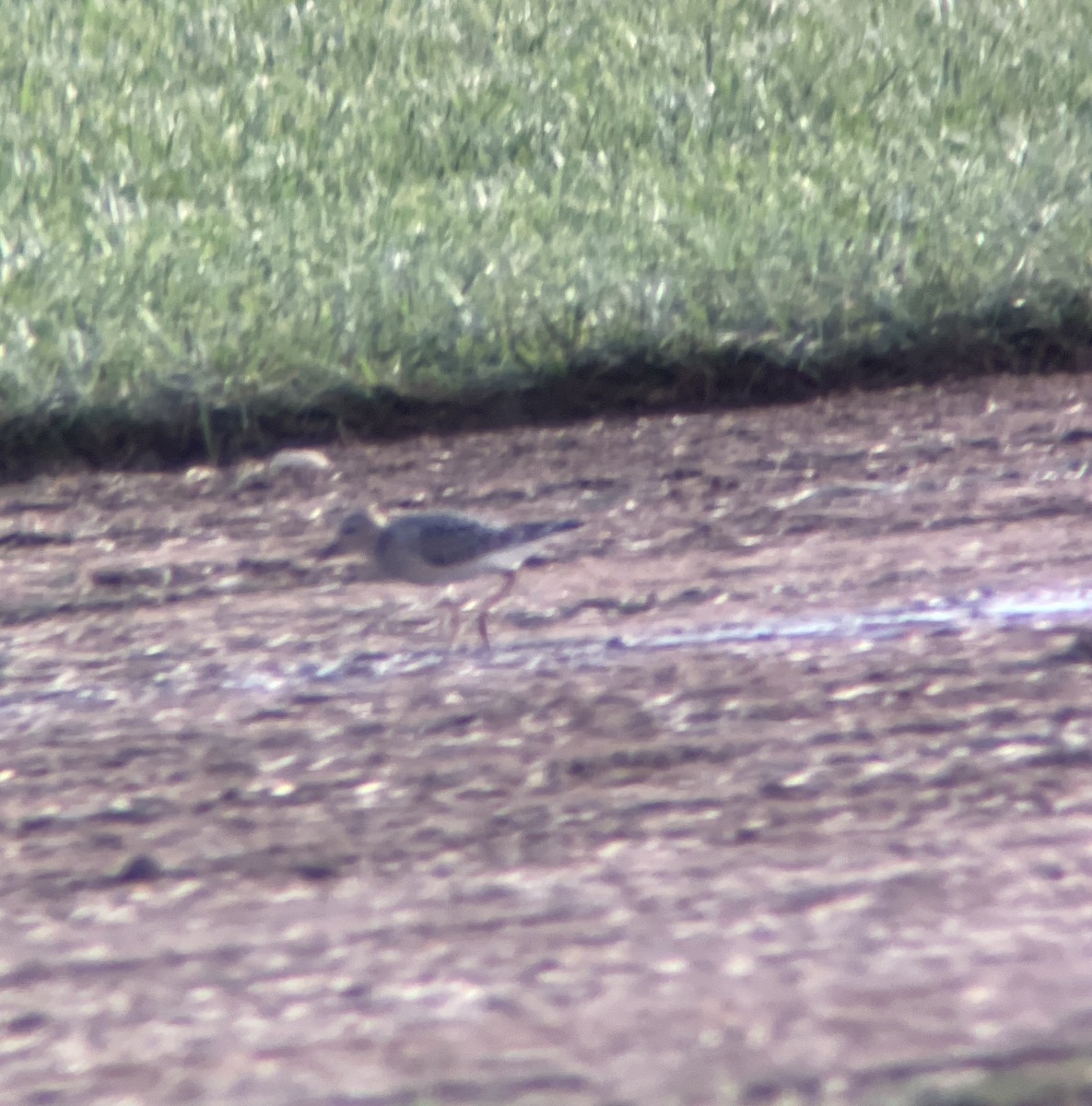 Buff-breasted Sandpiper - ML362492351