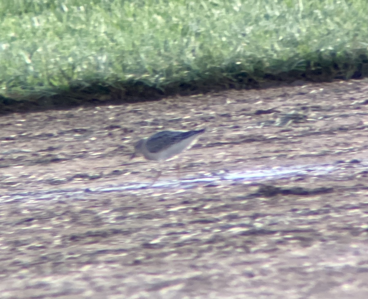 Buff-breasted Sandpiper - ML362492621