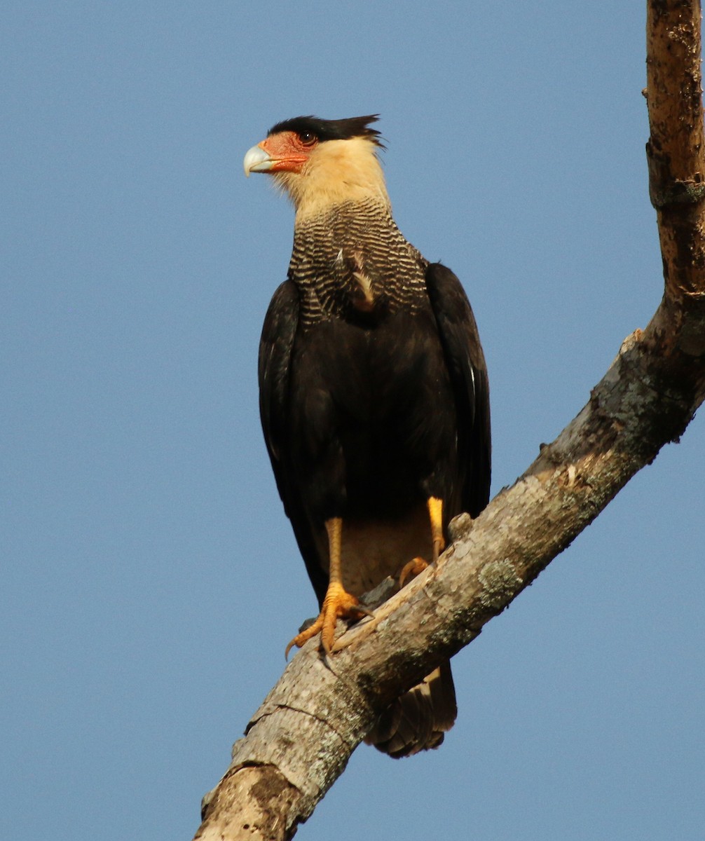 Crested Caracara - ML362492691