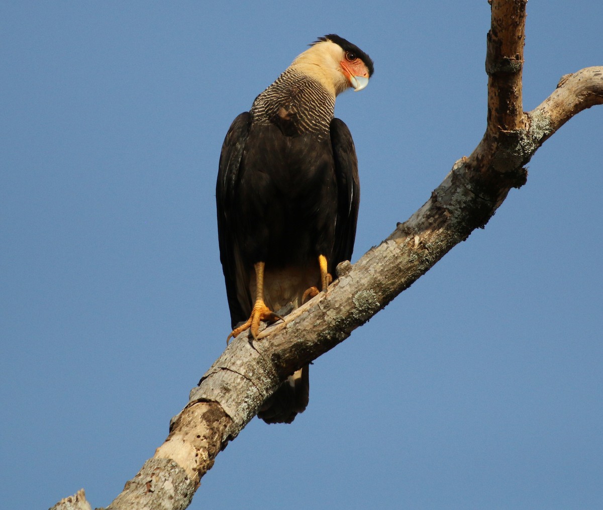 Crested Caracara - ML362492771