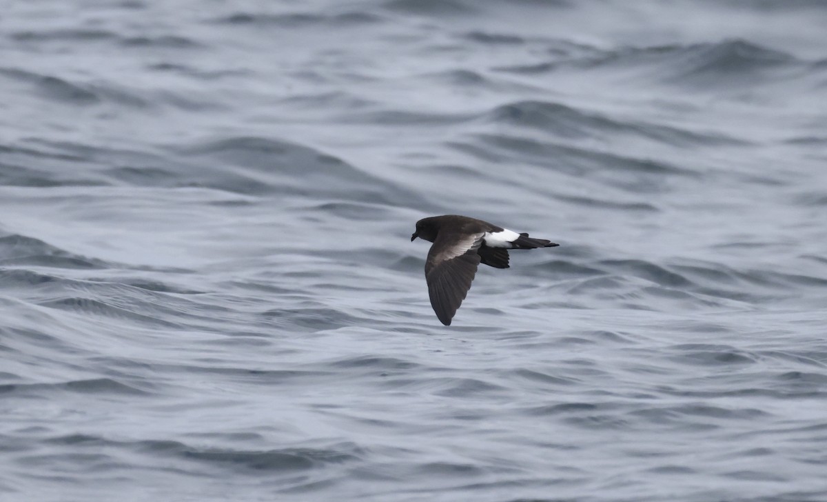 Wilson's Storm-Petrel - ML362492981