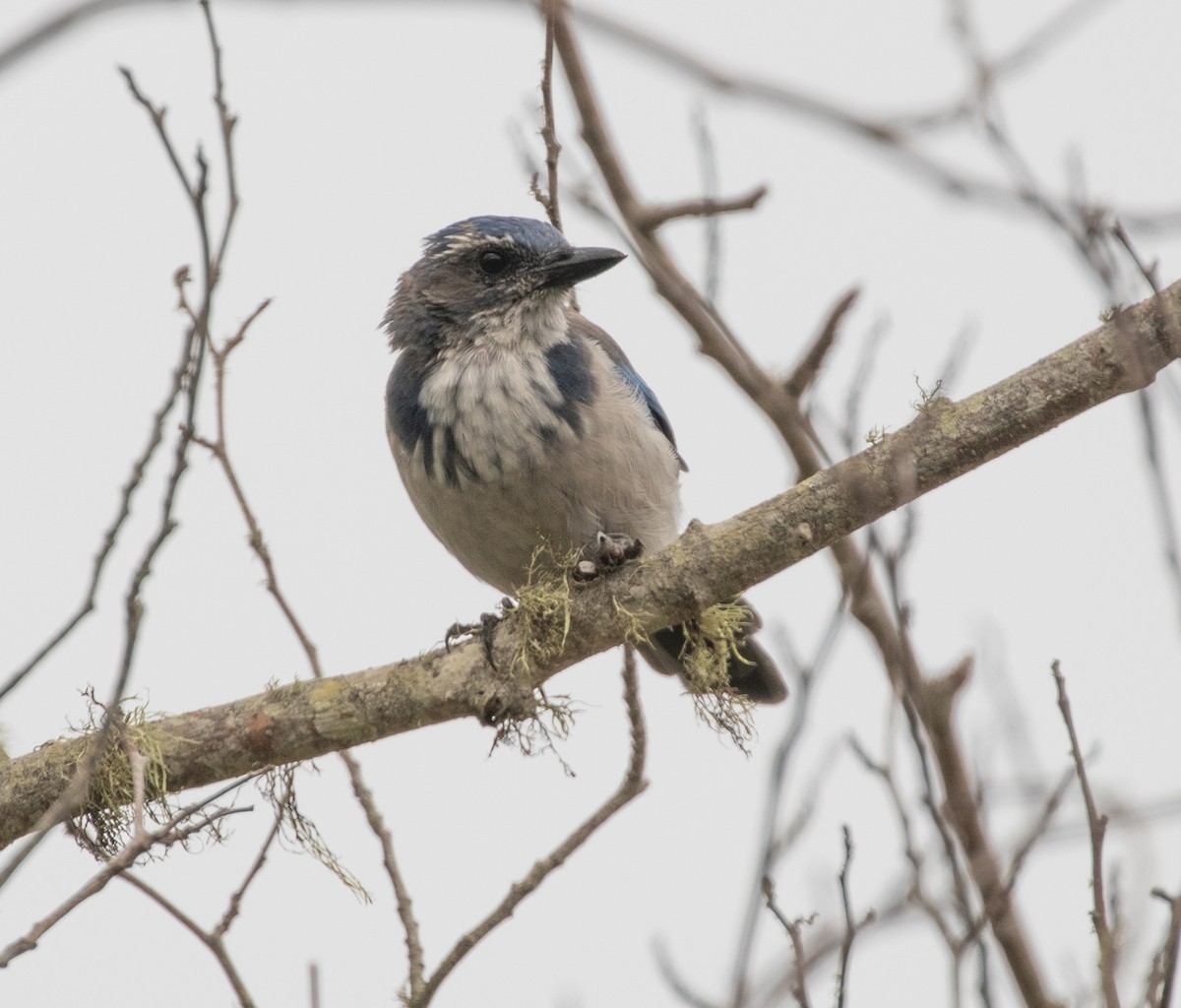 California Scrub-Jay - ML362493081