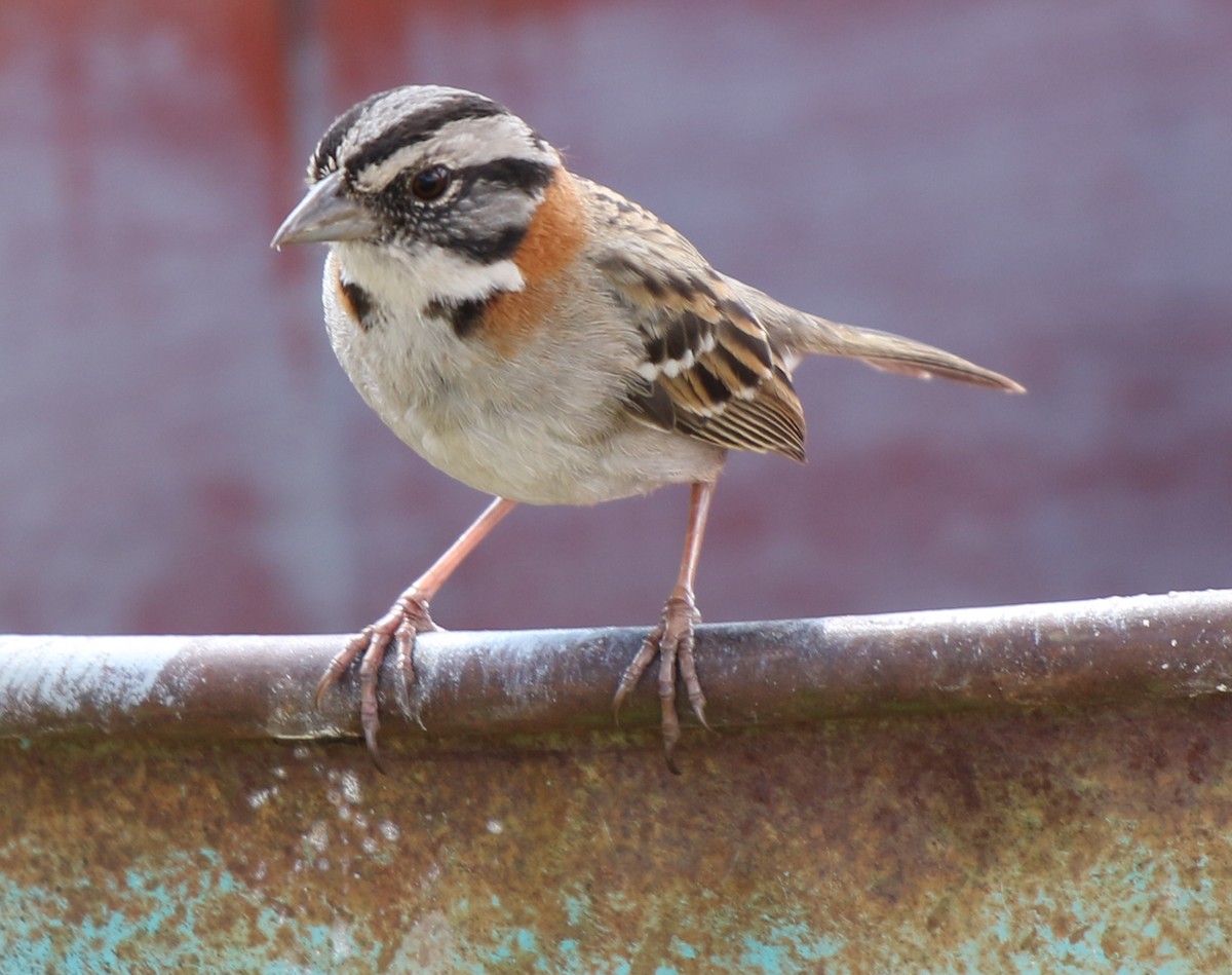 Rufous-collared Sparrow - ML362493321