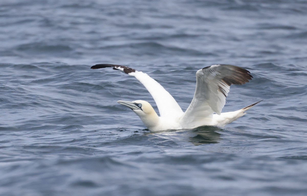 Northern Gannet - ML362493451