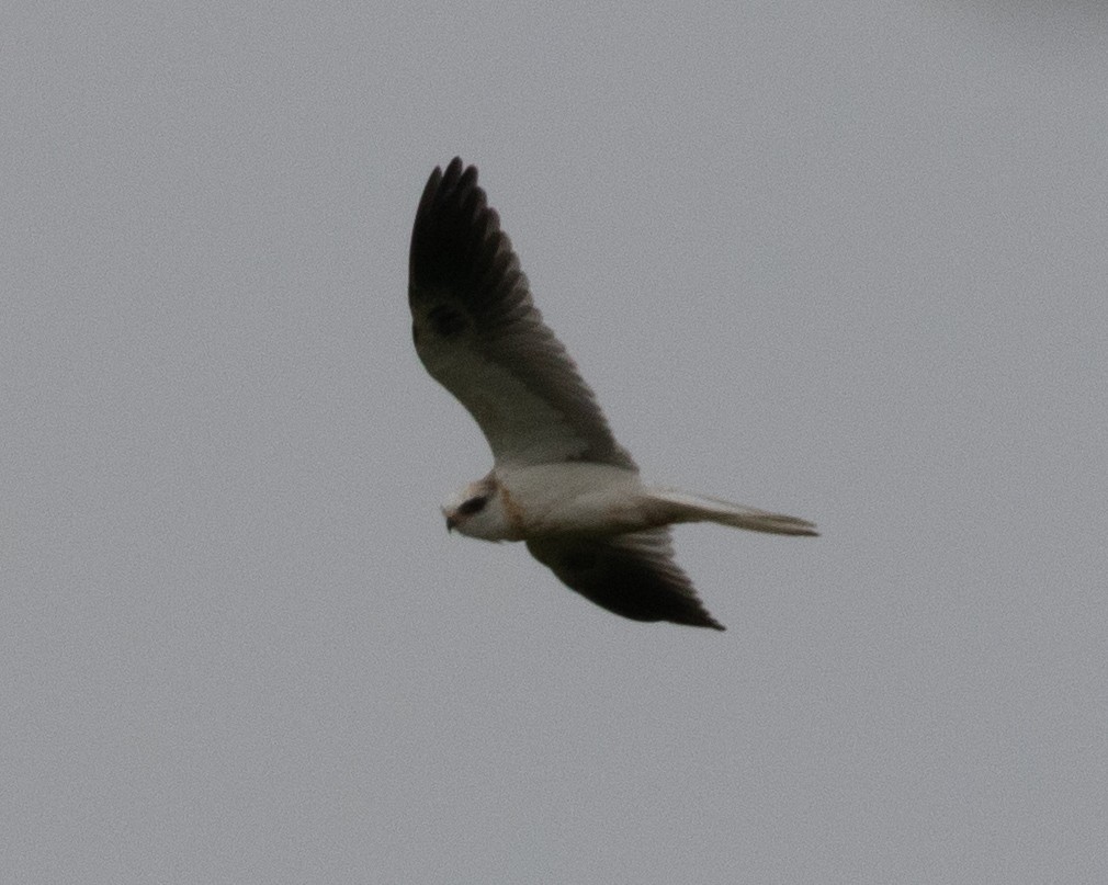 White-tailed Kite - Lindy Fung