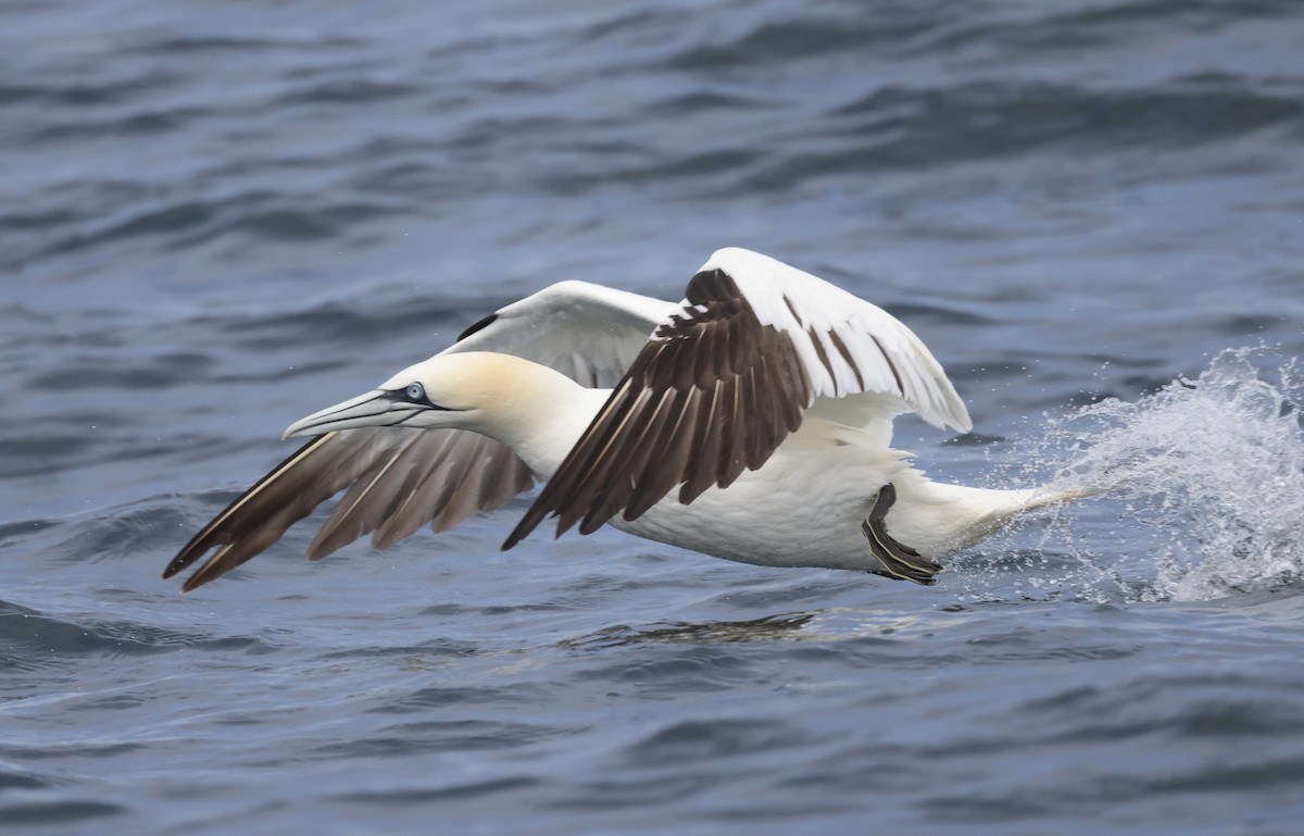 Northern Gannet - ML362493591