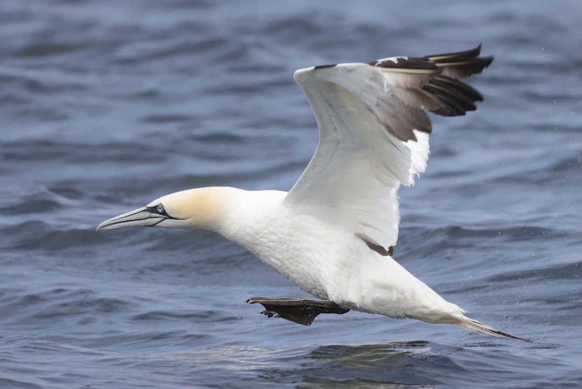 Northern Gannet - ML362493601