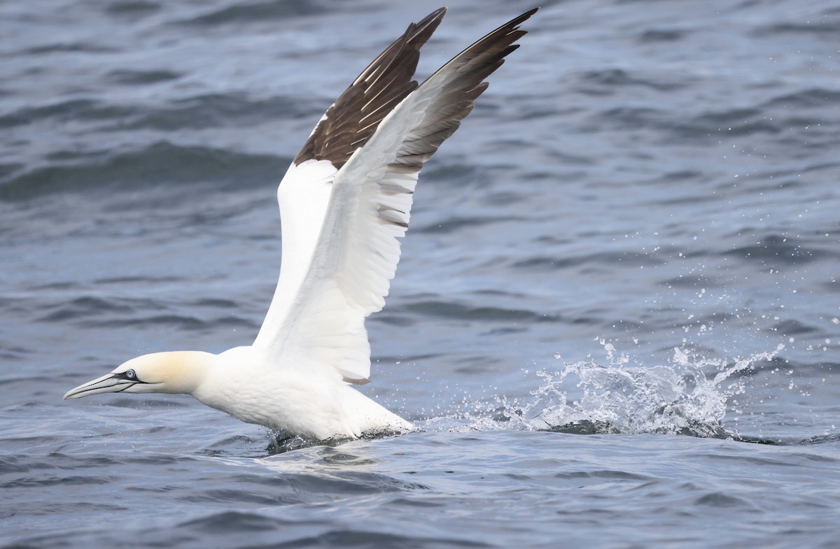 Northern Gannet - ML362493641