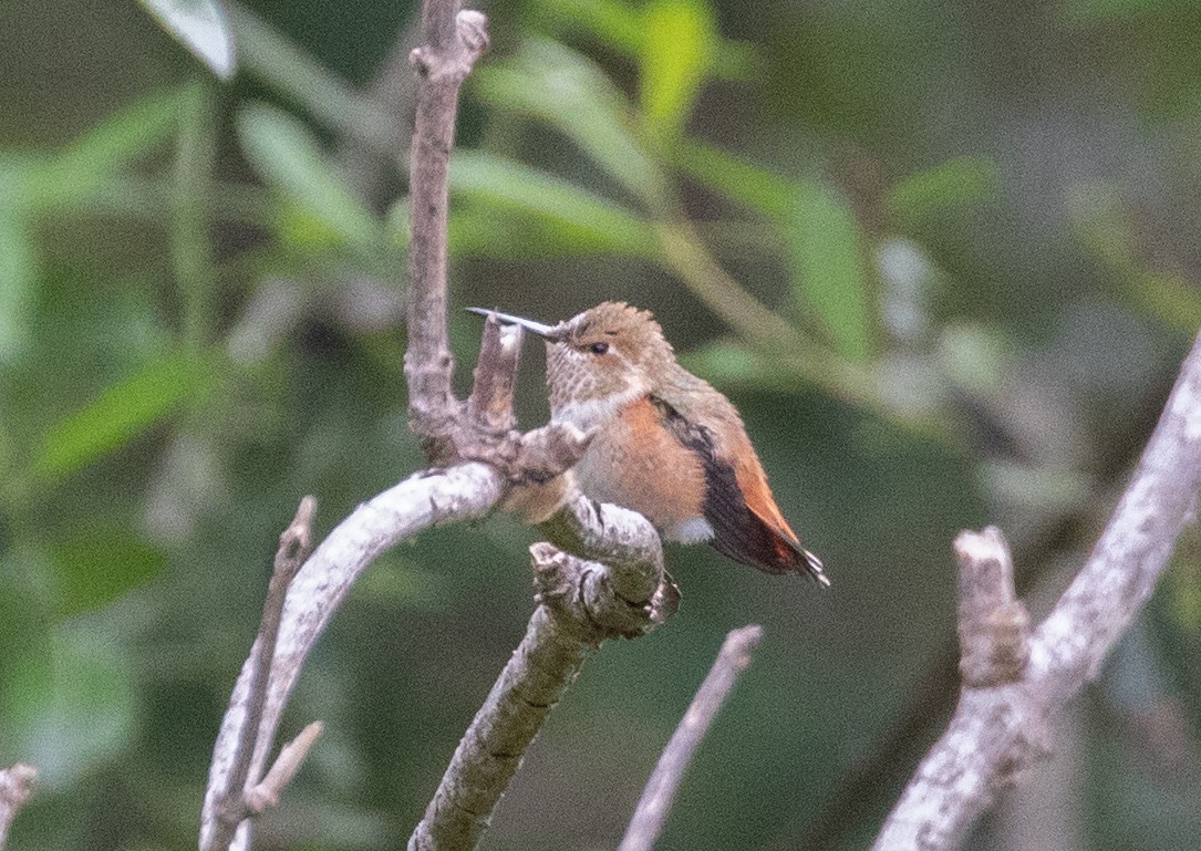 Rufous/Allen's Hummingbird - Lindy Fung