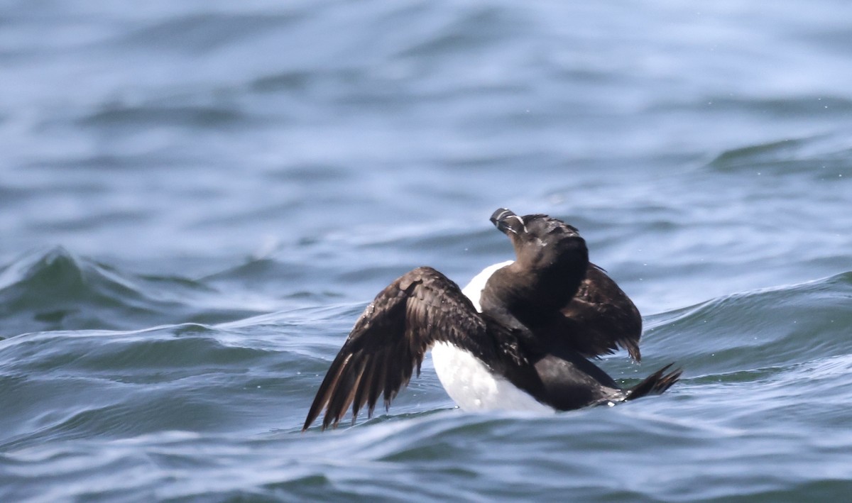 Гагарка мала - ML362493691