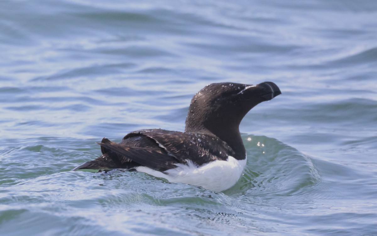 Гагарка мала - ML362493701