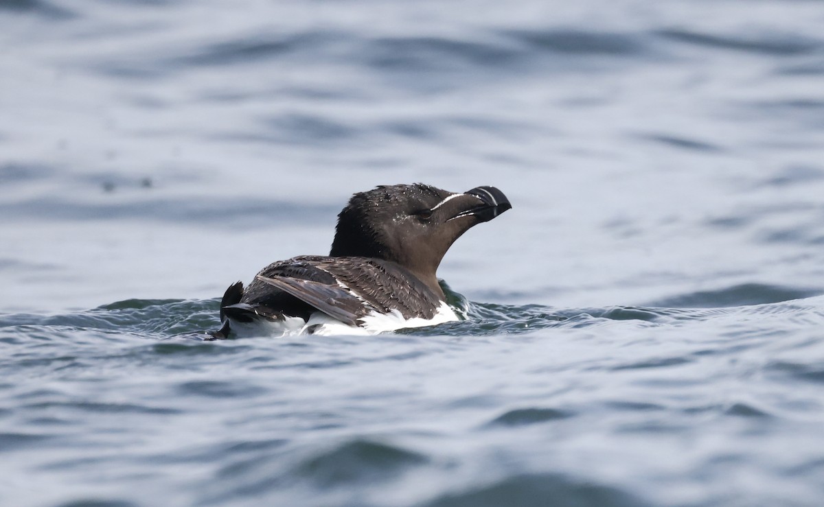 Razorbill - ML362493751