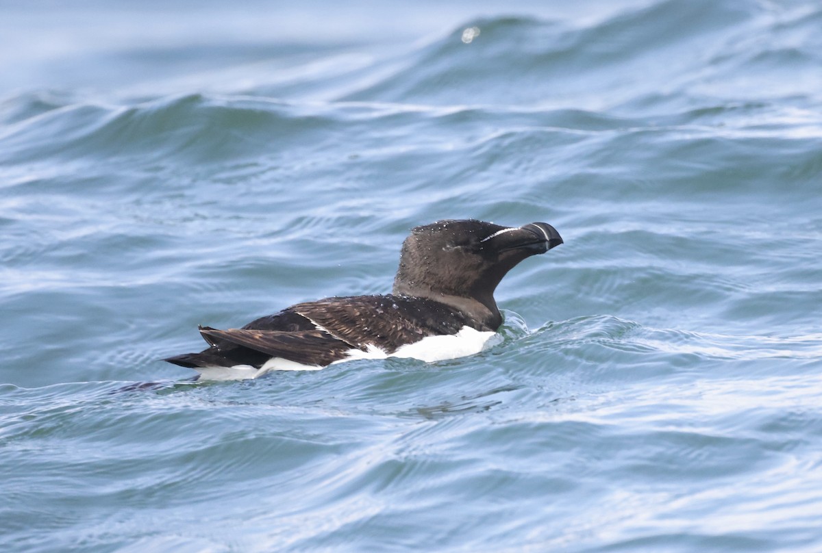 Гагарка мала - ML362493771