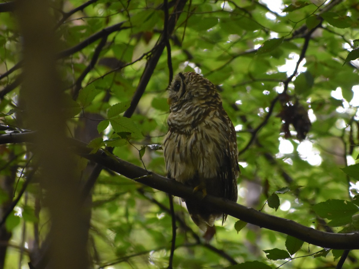 Barred Owl - ML362494041