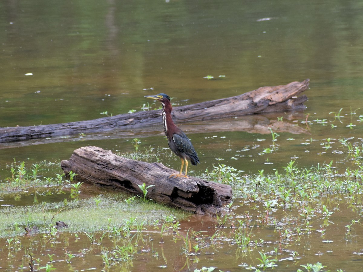 Green Heron - ML362494201