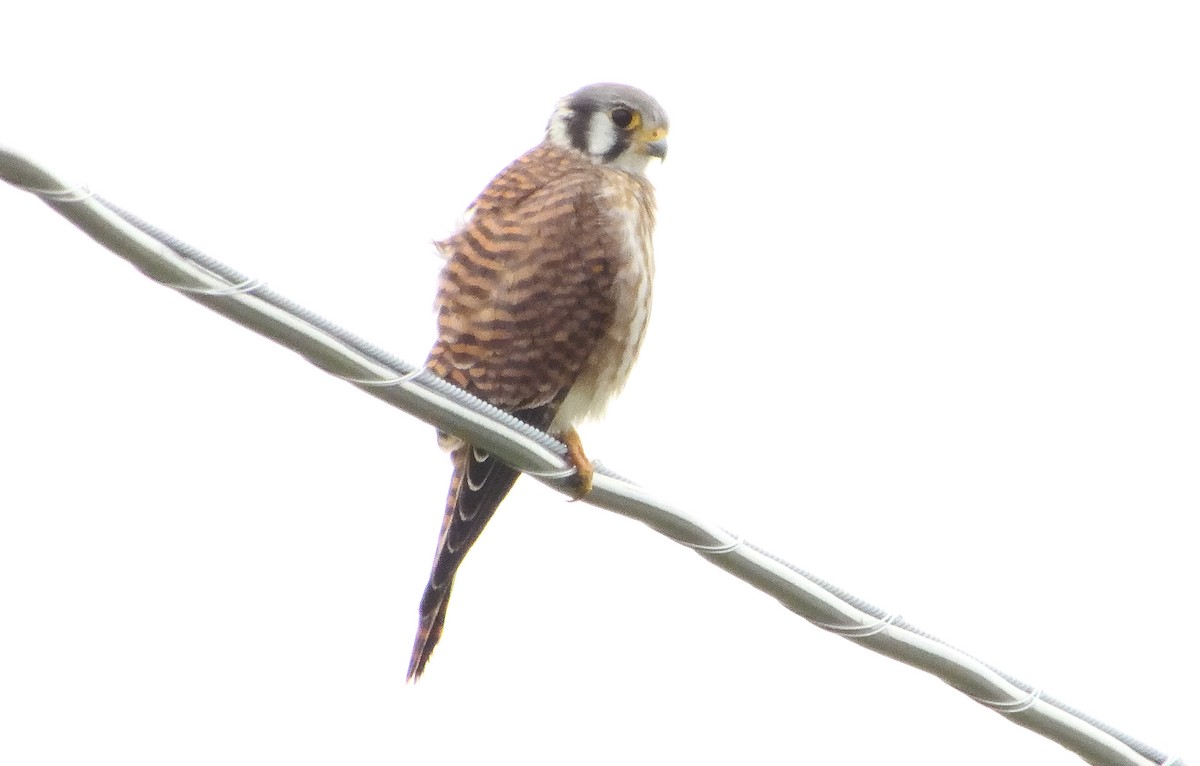 American Kestrel - ML362494321