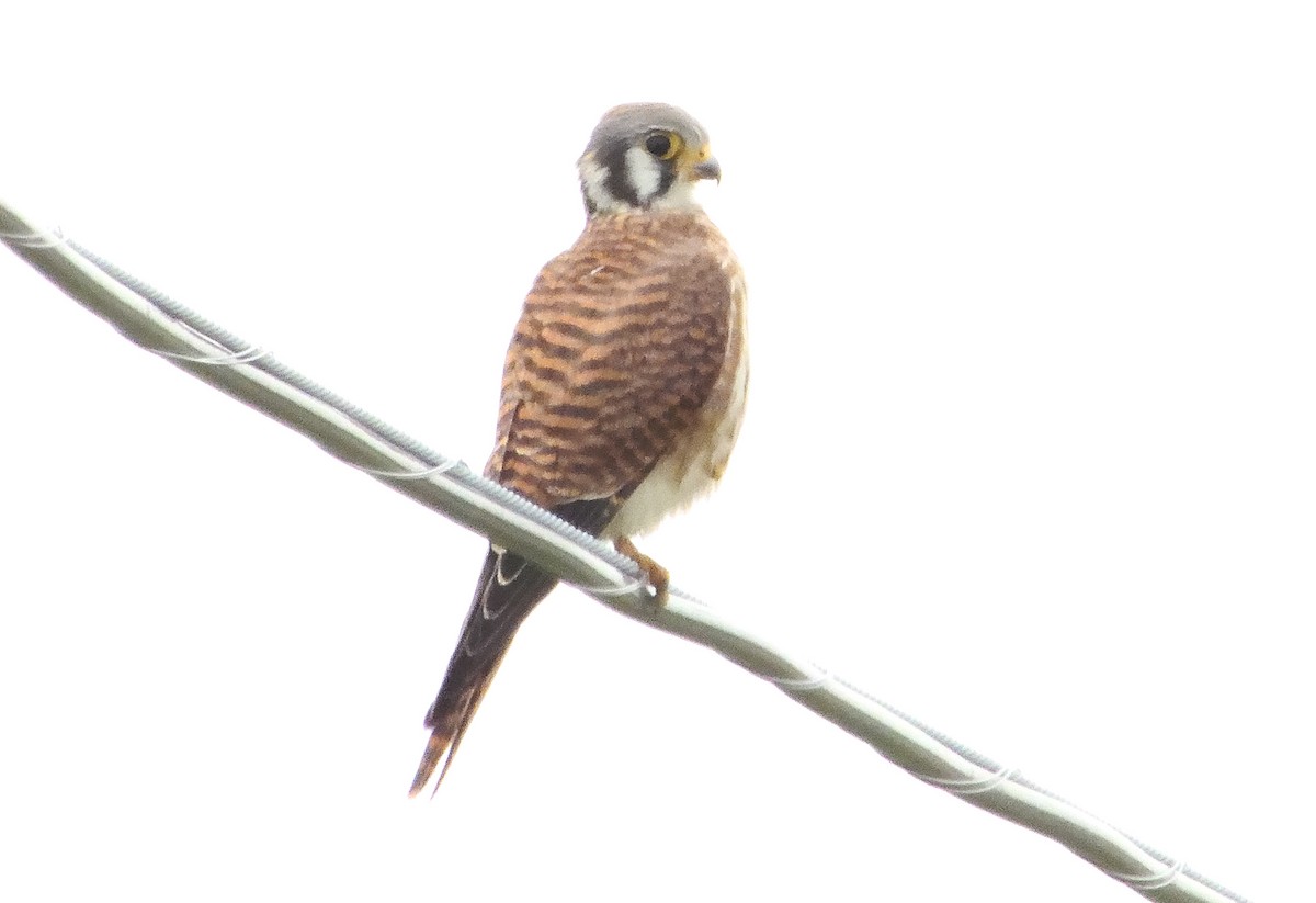 American Kestrel - ML362494371