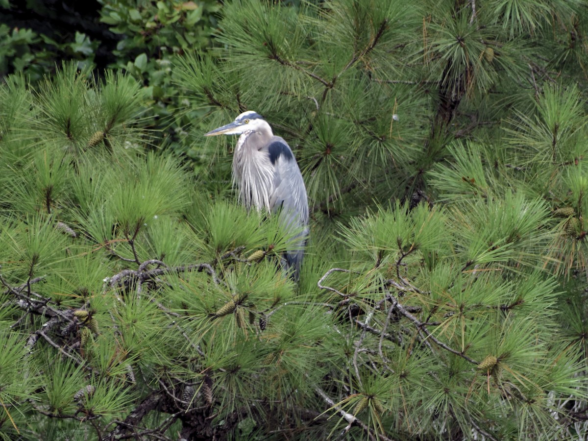 Great Blue Heron - ML362494521